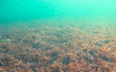 Ocean floor overwhelmed by exotic algae