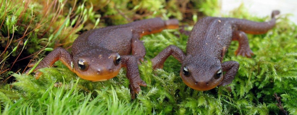 Roughskin Newts are carnivores, eating insects, slugs, and worms. Photo by Tim Goater.