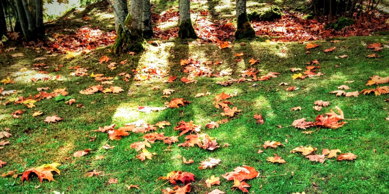 Summer Leaves, Autumn Fall-ohs