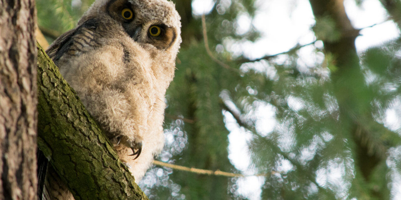 Owls of British Columbia: A photo essay