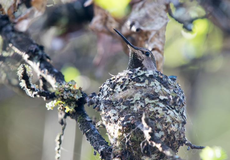 Photo Essay: Hummingbird nest