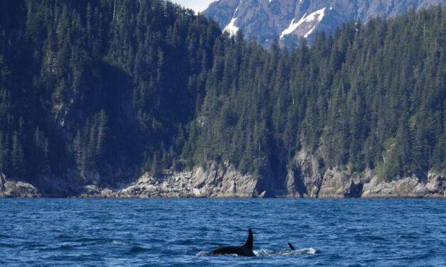 Below the Surface: A tail of residential orcas