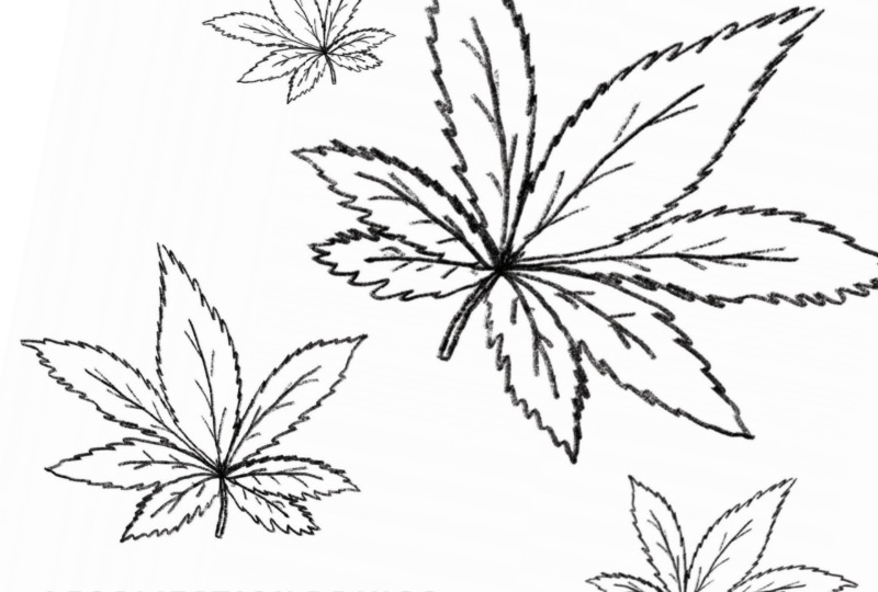 Legalization brings cannabis curriculum