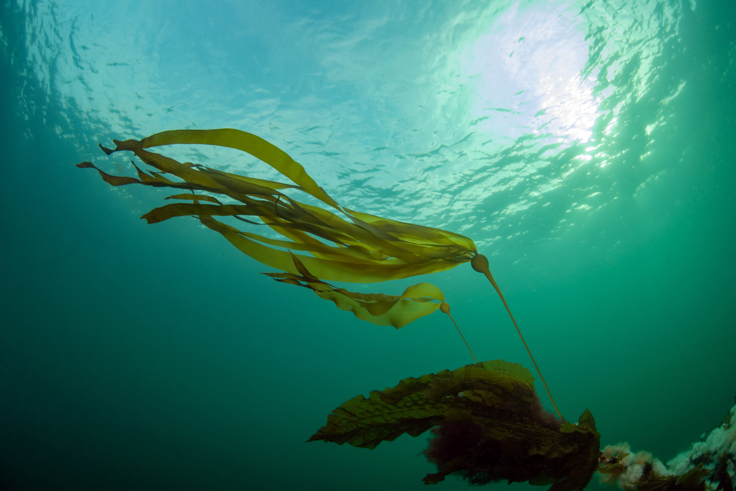 Bull Kelp in ocean.