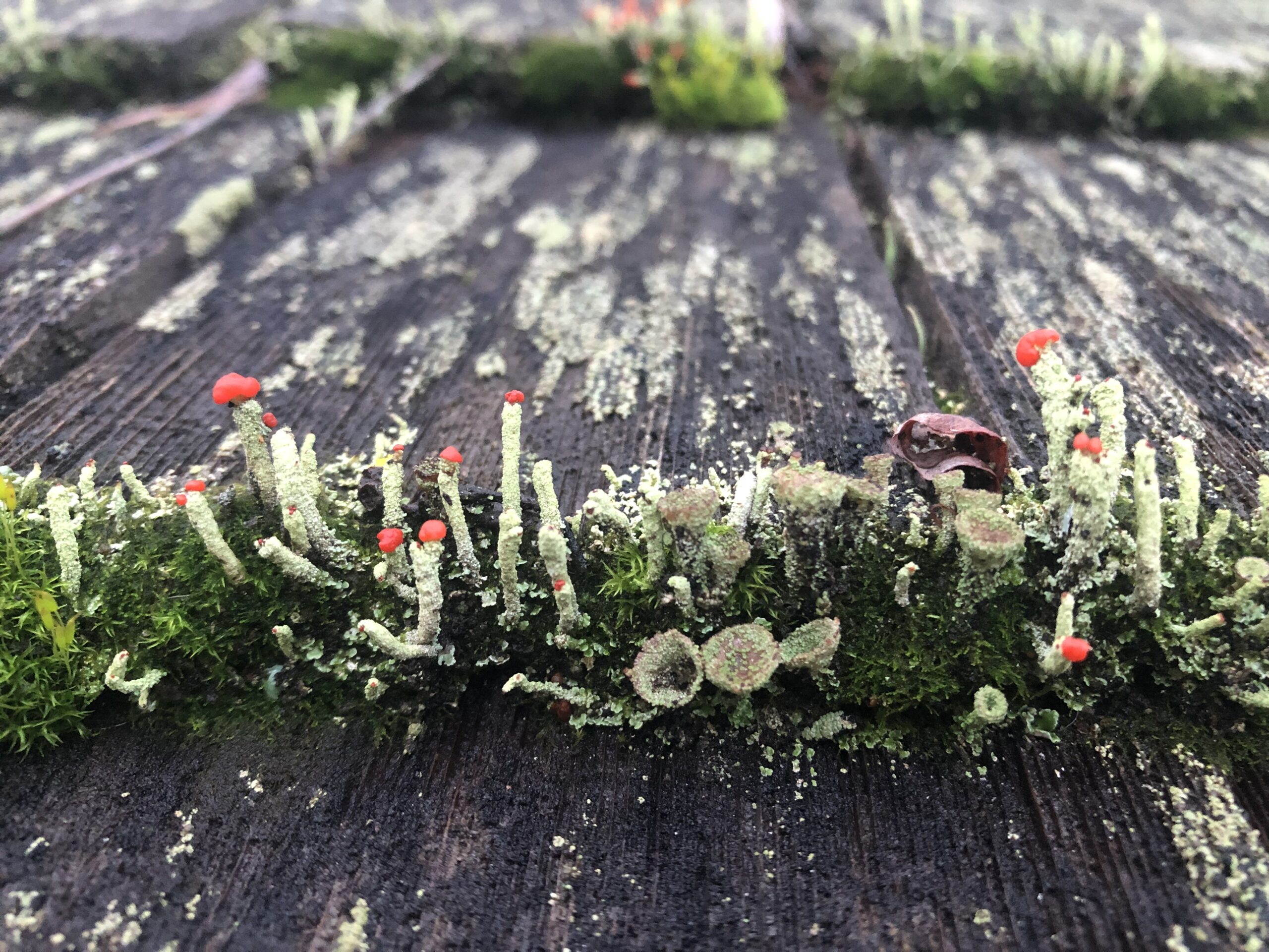 This image contains a dead plank of wood that has different moss on it and lichens, two of which are Pixie Cups and Lipstick Cladonia. Lipstick Cladonia looks similar to a matchstick, with a long slender green "stick" and red tip. Pixie Cups look like a fuzzy green funnel or a chalice that a pixie might drink out of.