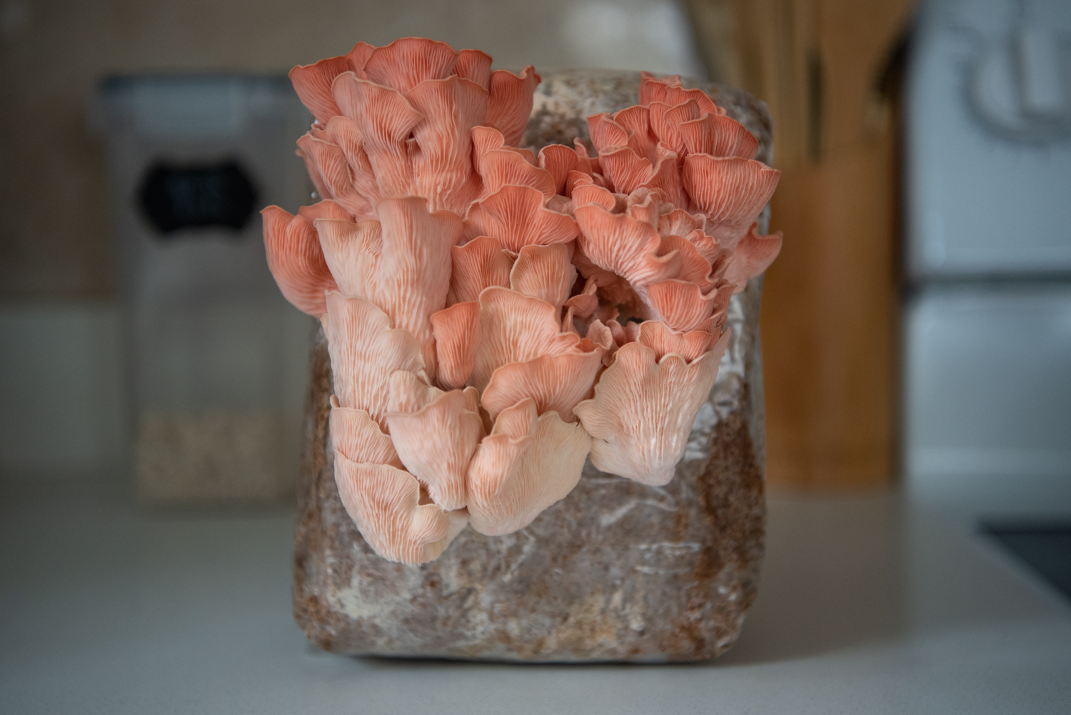 A dirt block with pink mushrooms sprouting from it
